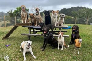 https://www.thedogden.co.nz/wp-content/uploads/2024/04/group-photo-april-2-300x200.jpg