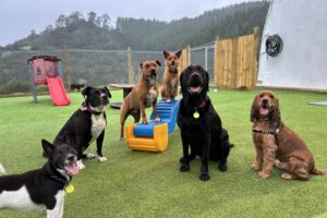 https://www.thedogden.co.nz/wp-content/uploads/2024/06/IMG_5654-300x200.jpg